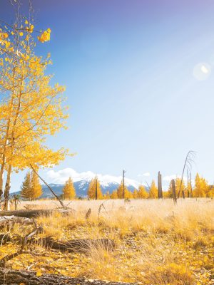 Fall at Humphreys Peak