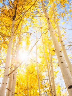 Aspens of Flagstaff