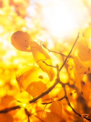 Warmth of Fall