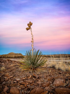 Yucca Sunsets Desert plant against colorful sky